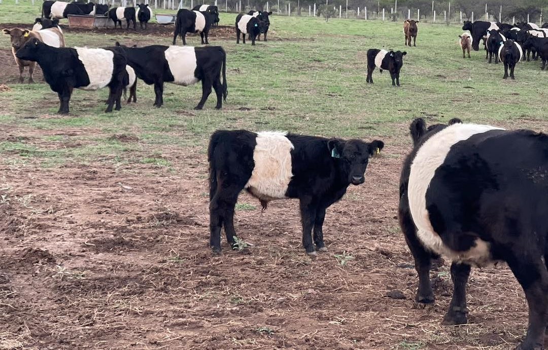 Belted Galloway cow/calf pairs for sale